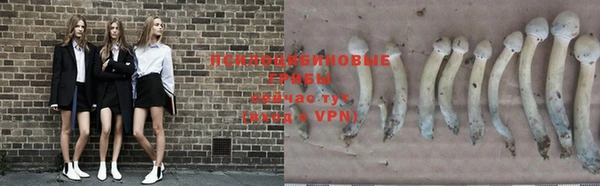 apvp Аркадак